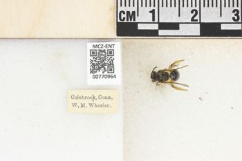 Media type: image;   Entomology 770964 Aspect: Labels